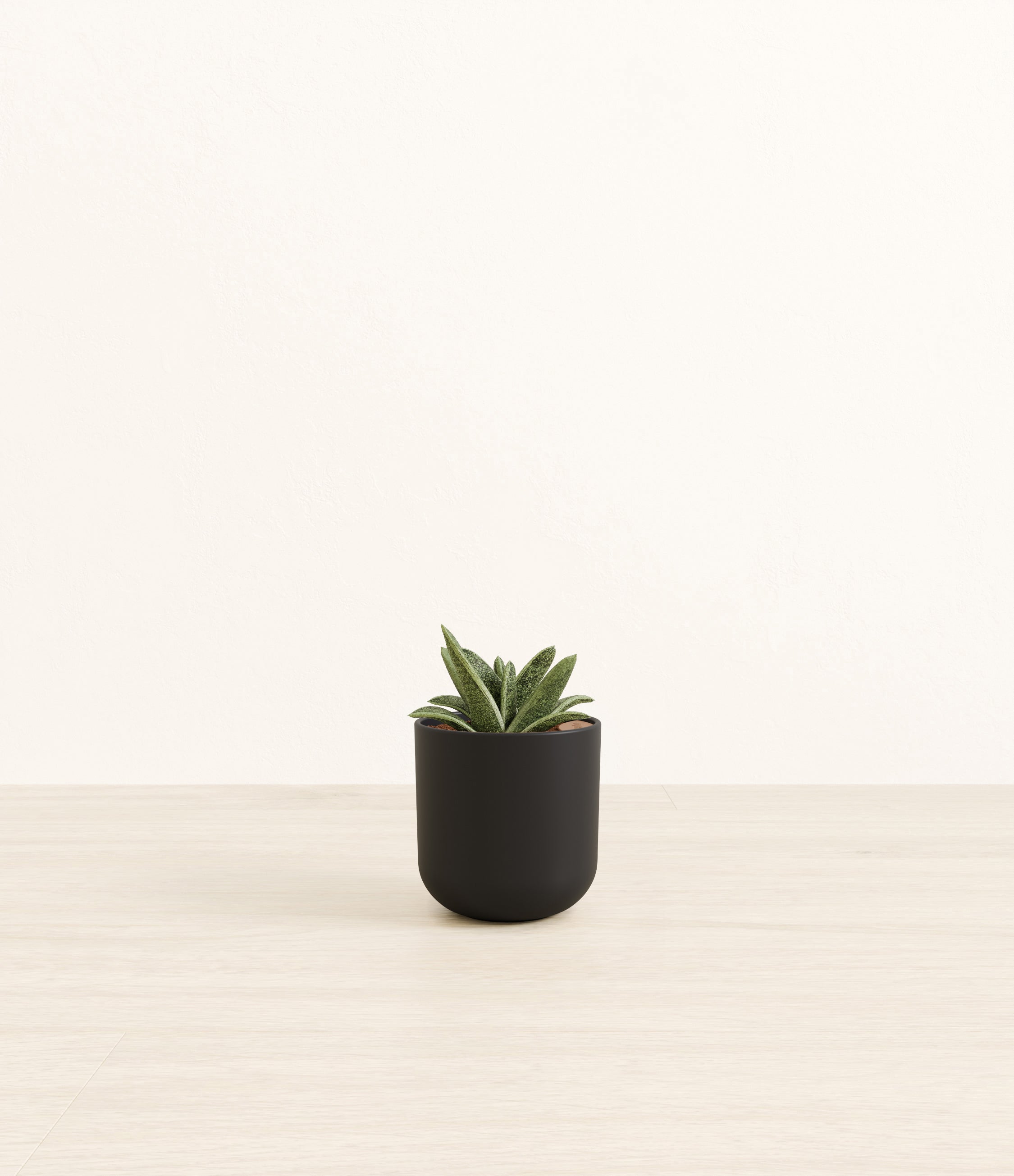 Gasteria Retusa plant