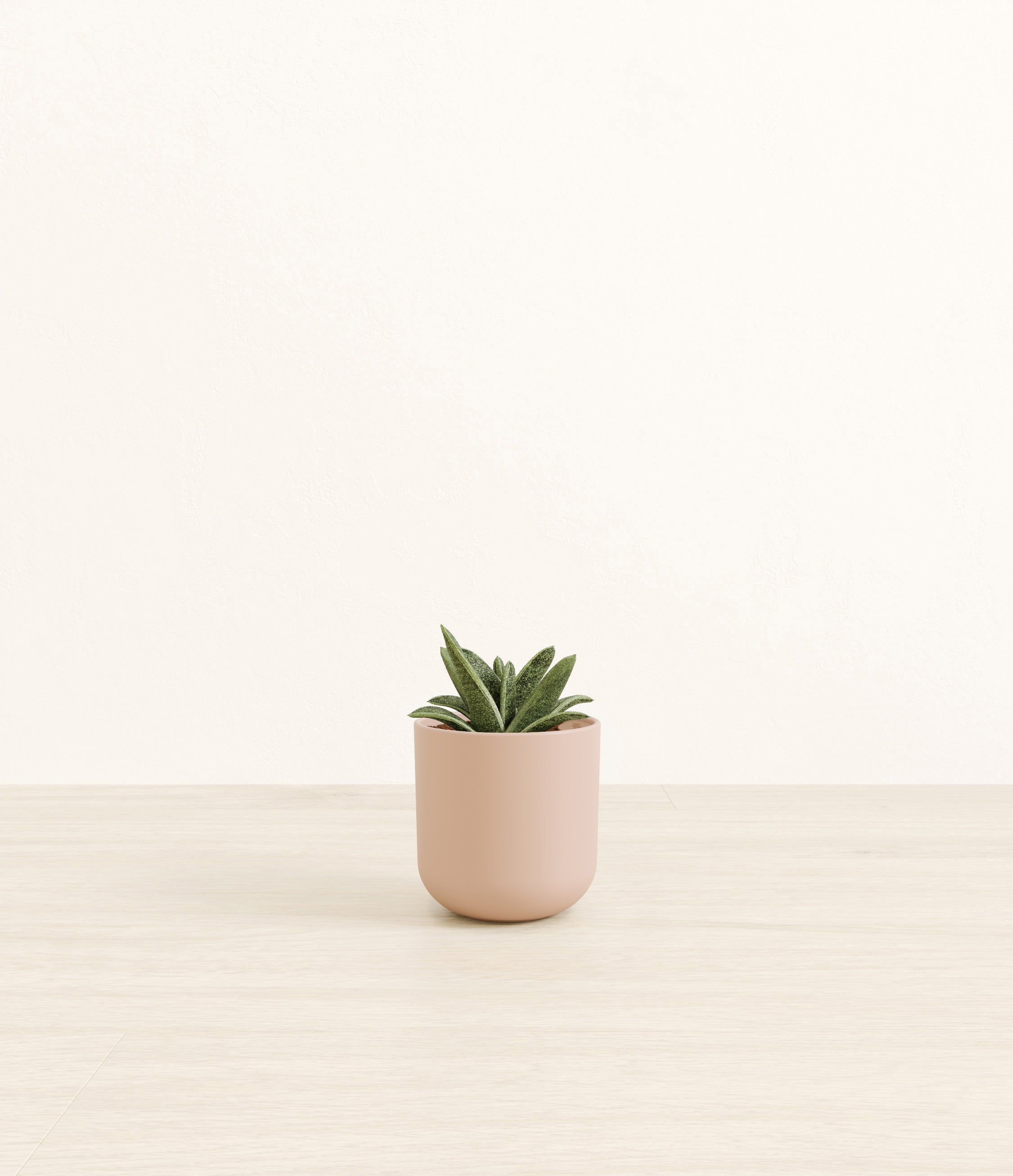 Gasteria Retusa plant