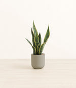 Golden Snake Plant plant