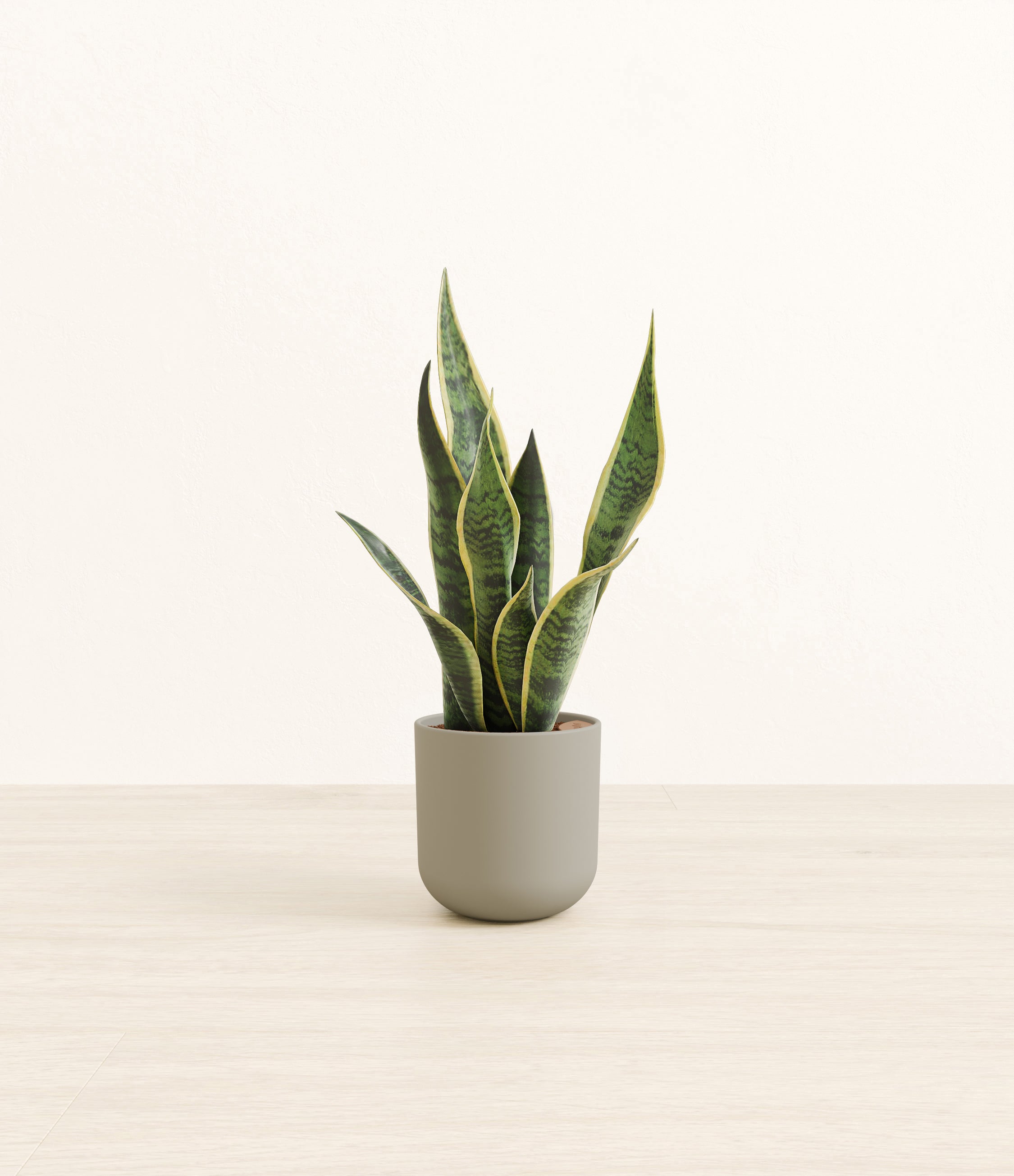 Golden Snake Plant plant