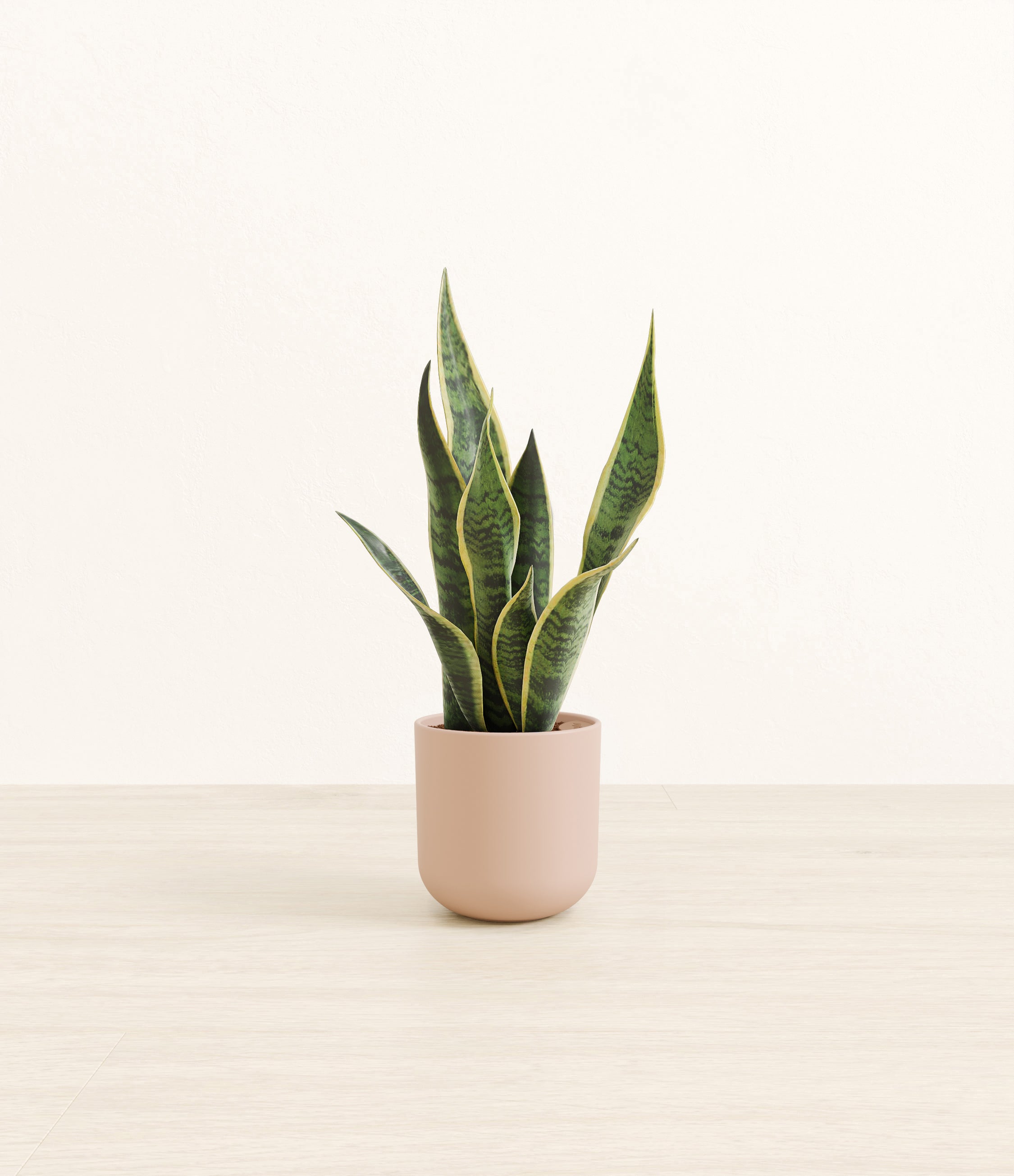 Golden Snake Plant plant