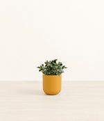 Goldfish Plant plant
