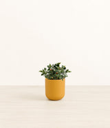 Goldfish Plant plant