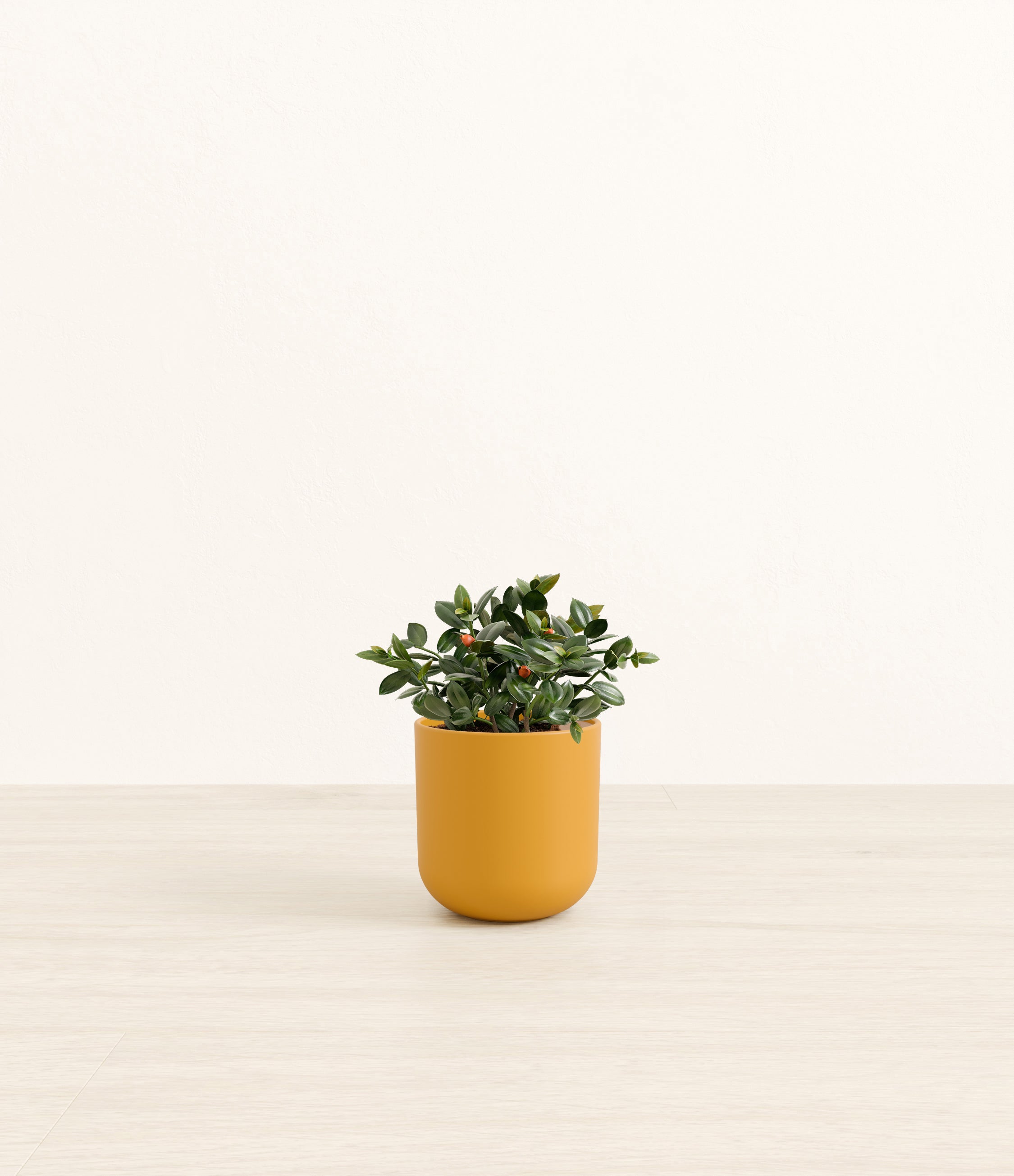 Goldfish Plant plant