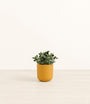 Goldfish Plant plant