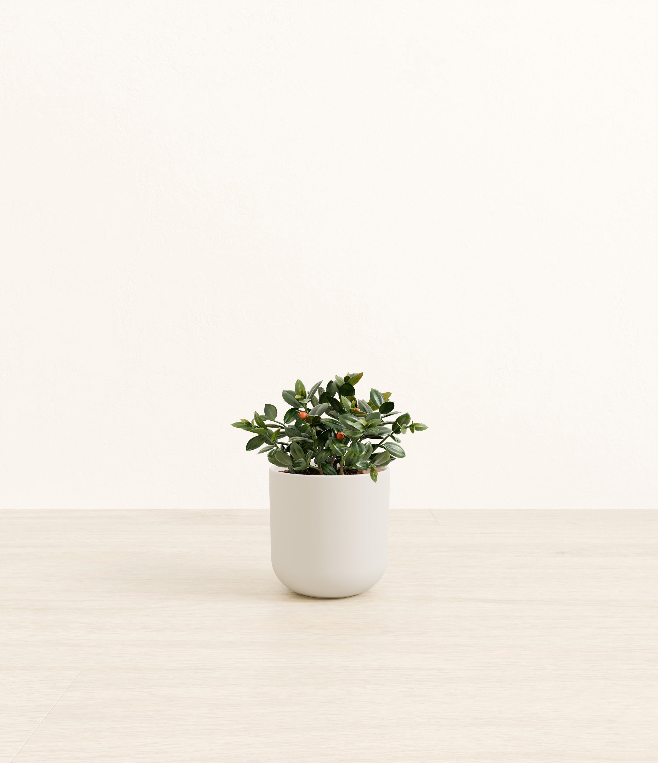 Goldfish Plant plant