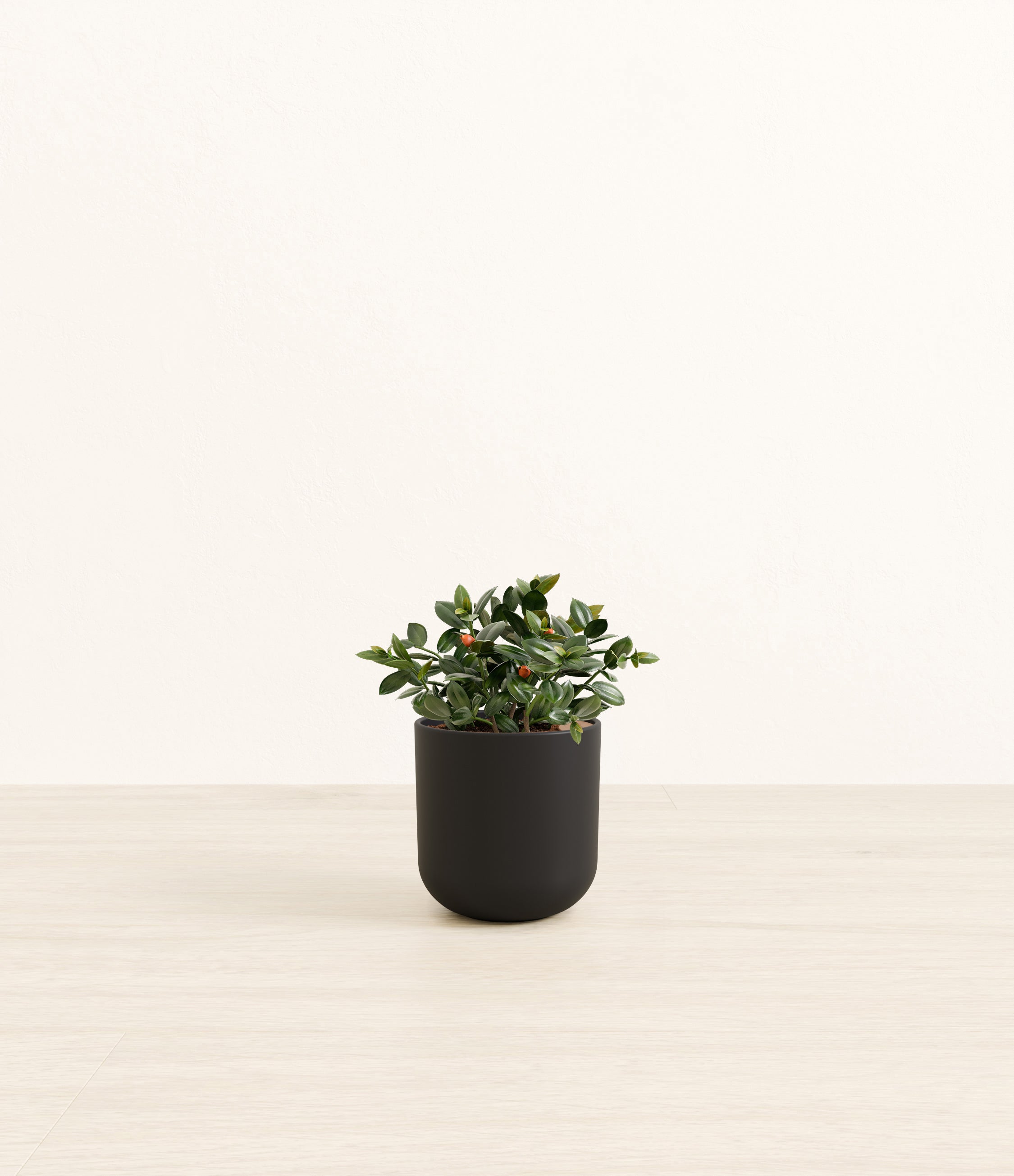 Goldfish Plant plant