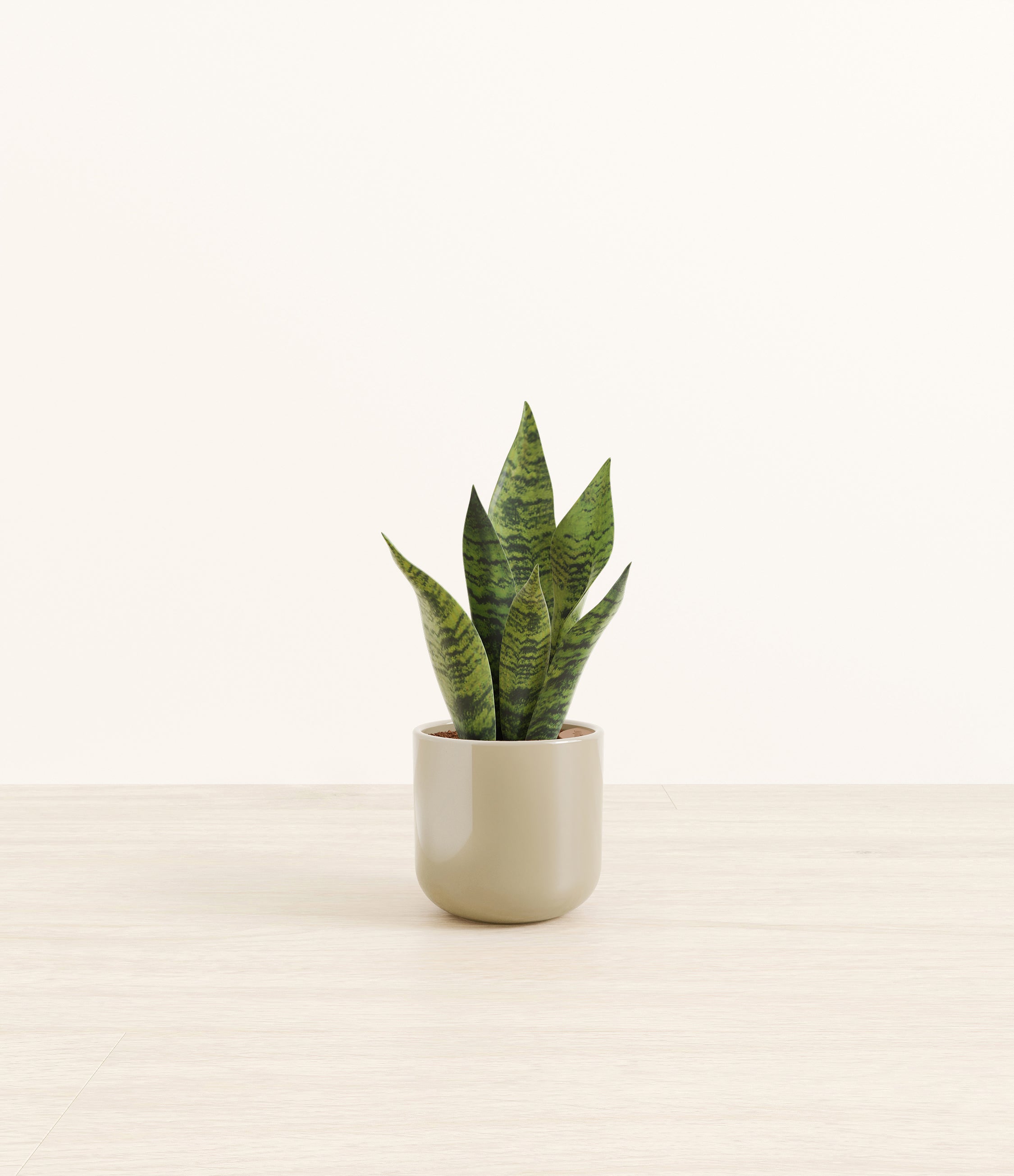 Green Snake Plant plant