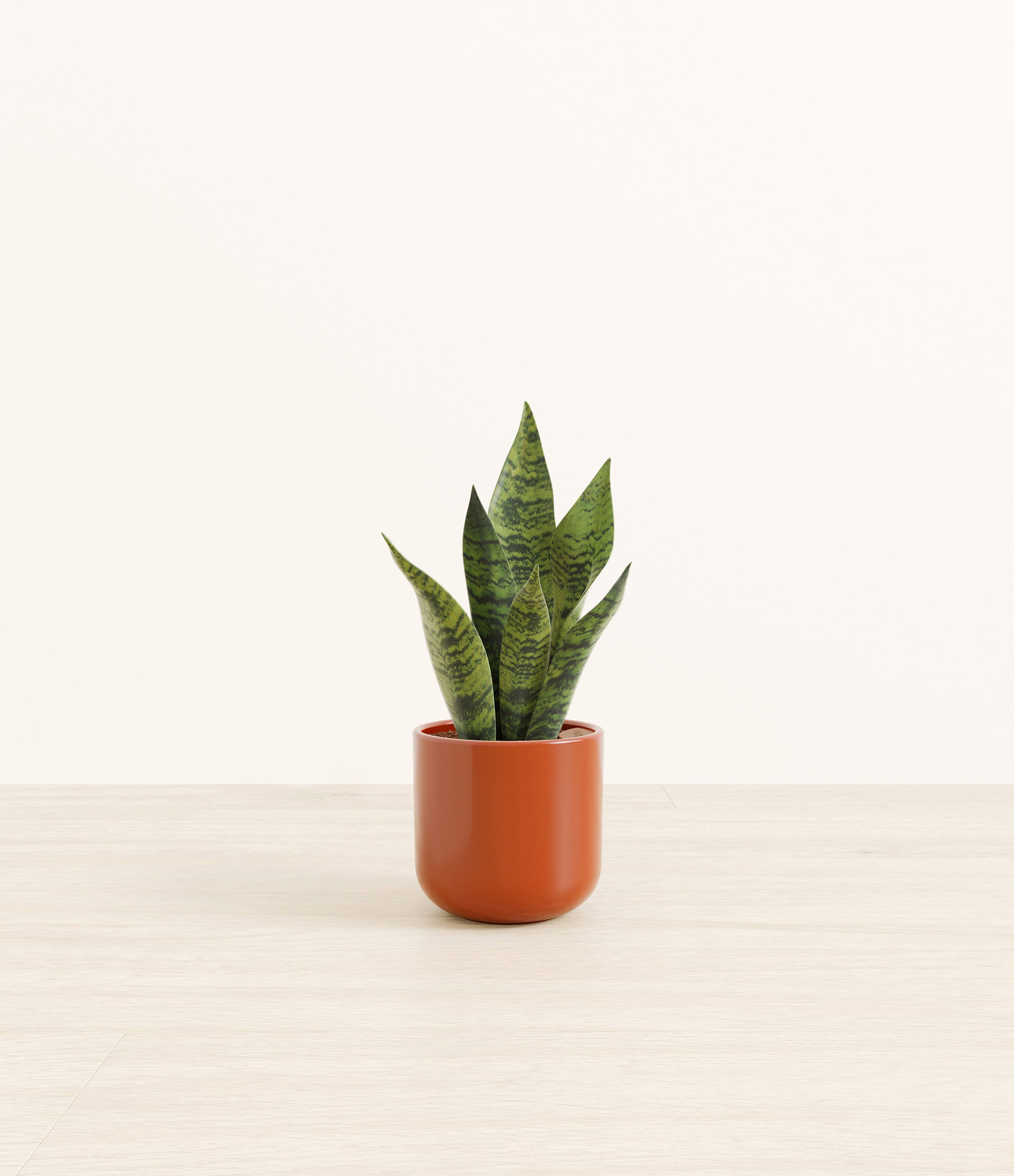 Green Snake Plant plant