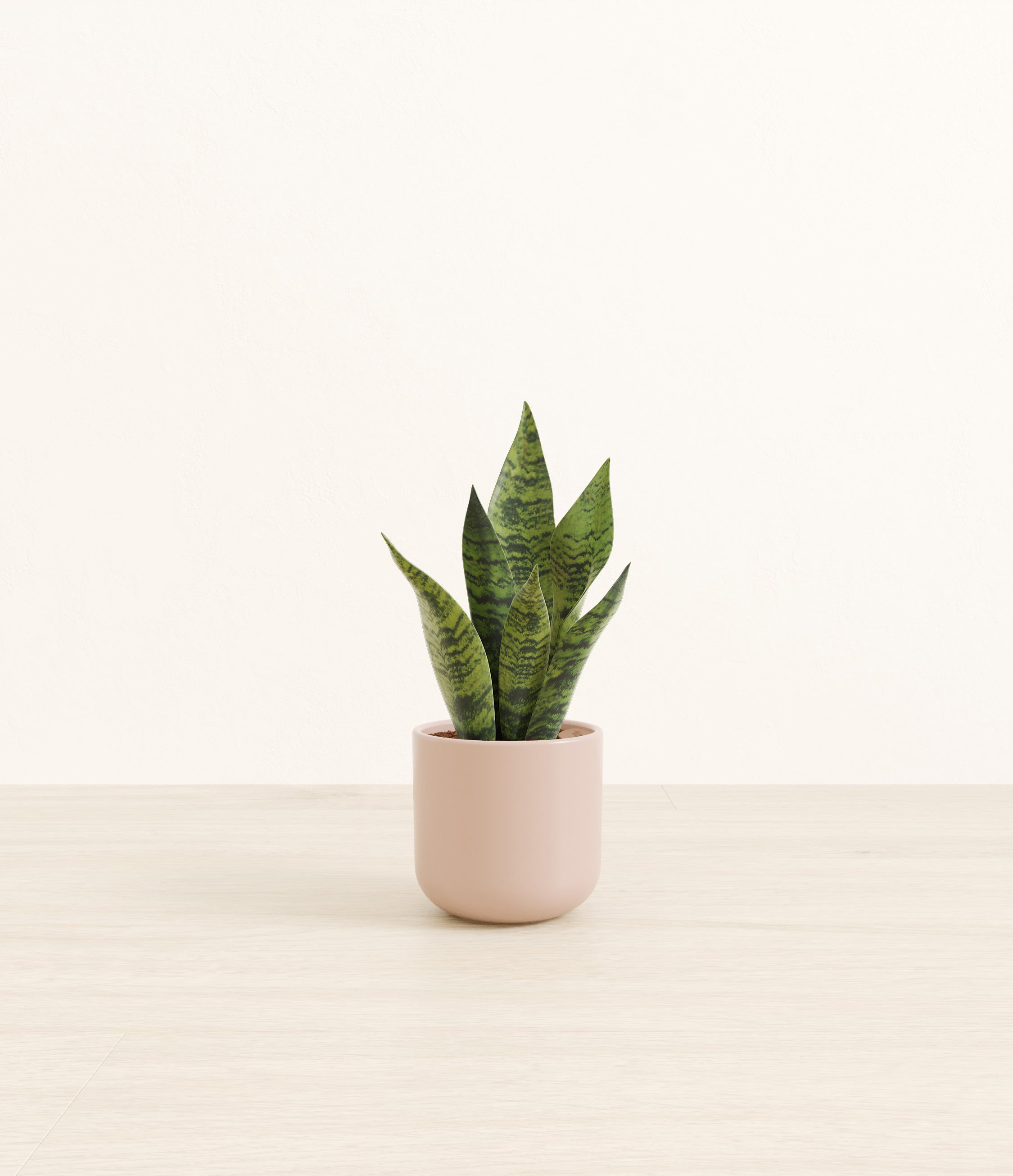Green Snake Plant plant