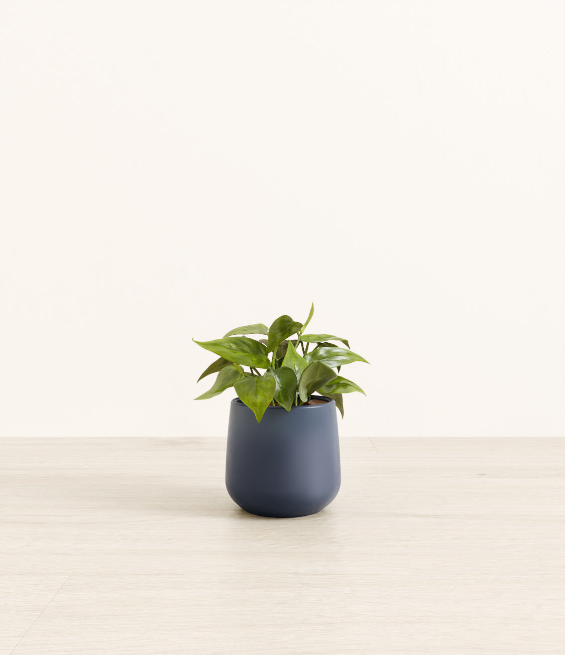 Heartleaf plant