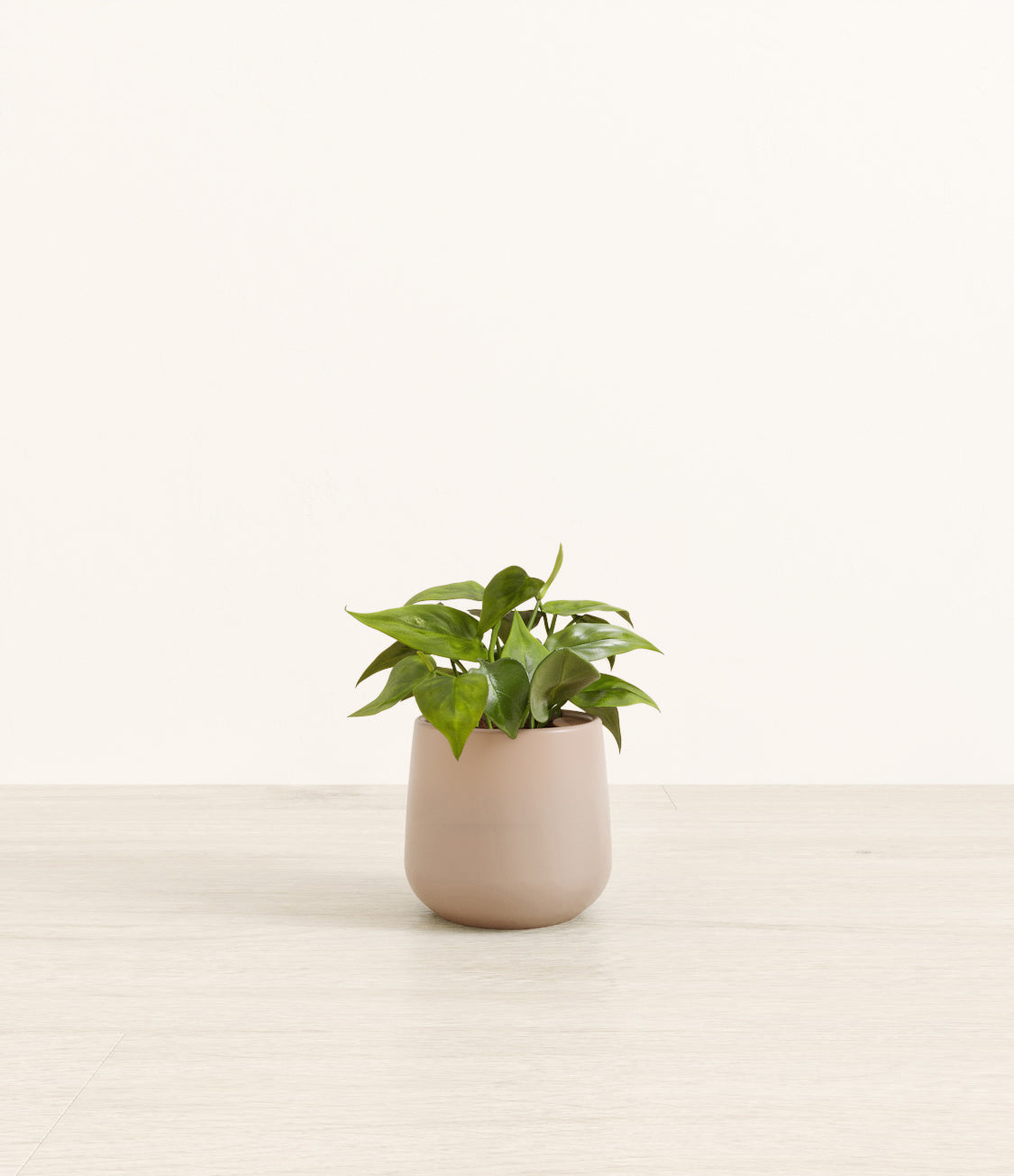 Heartleaf plant