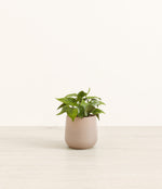 Heartleaf plant