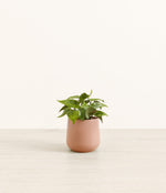 Heartleaf plant