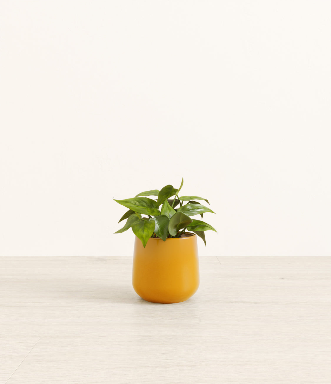 Heartleaf plant