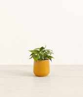 Heartleaf plant
