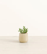 Jade Plant plant