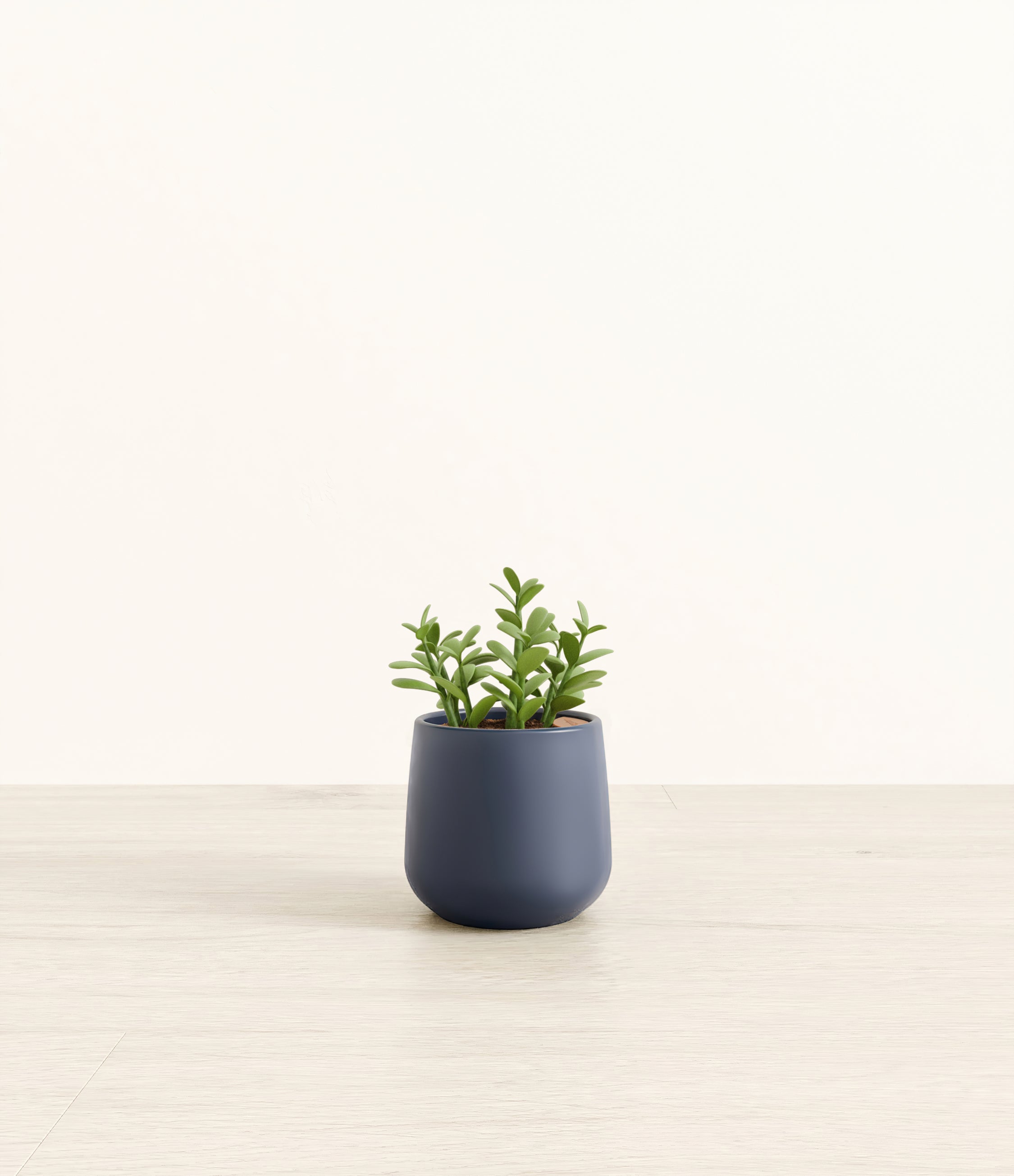 Jade Plant plant
