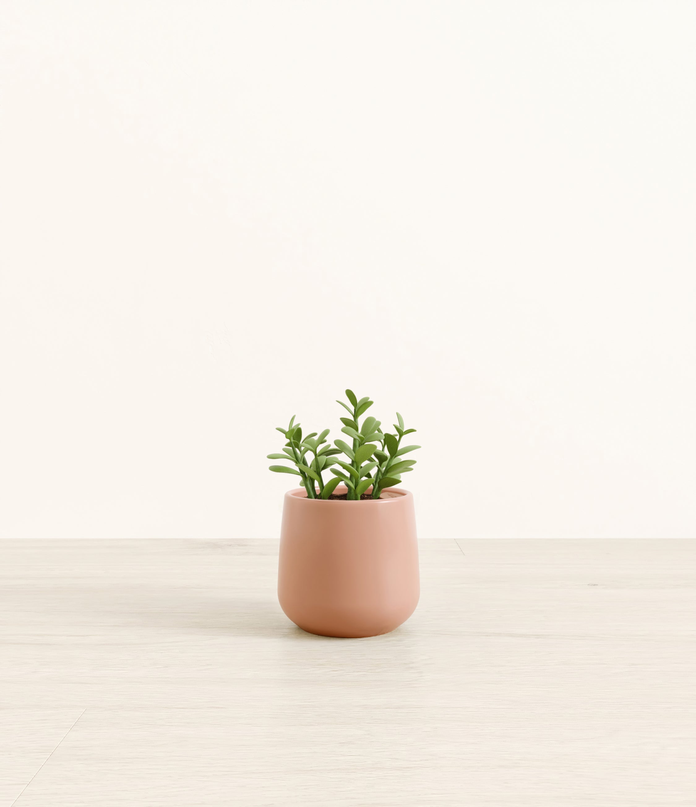 Jade Plant plant