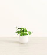 Jade Pothos plant