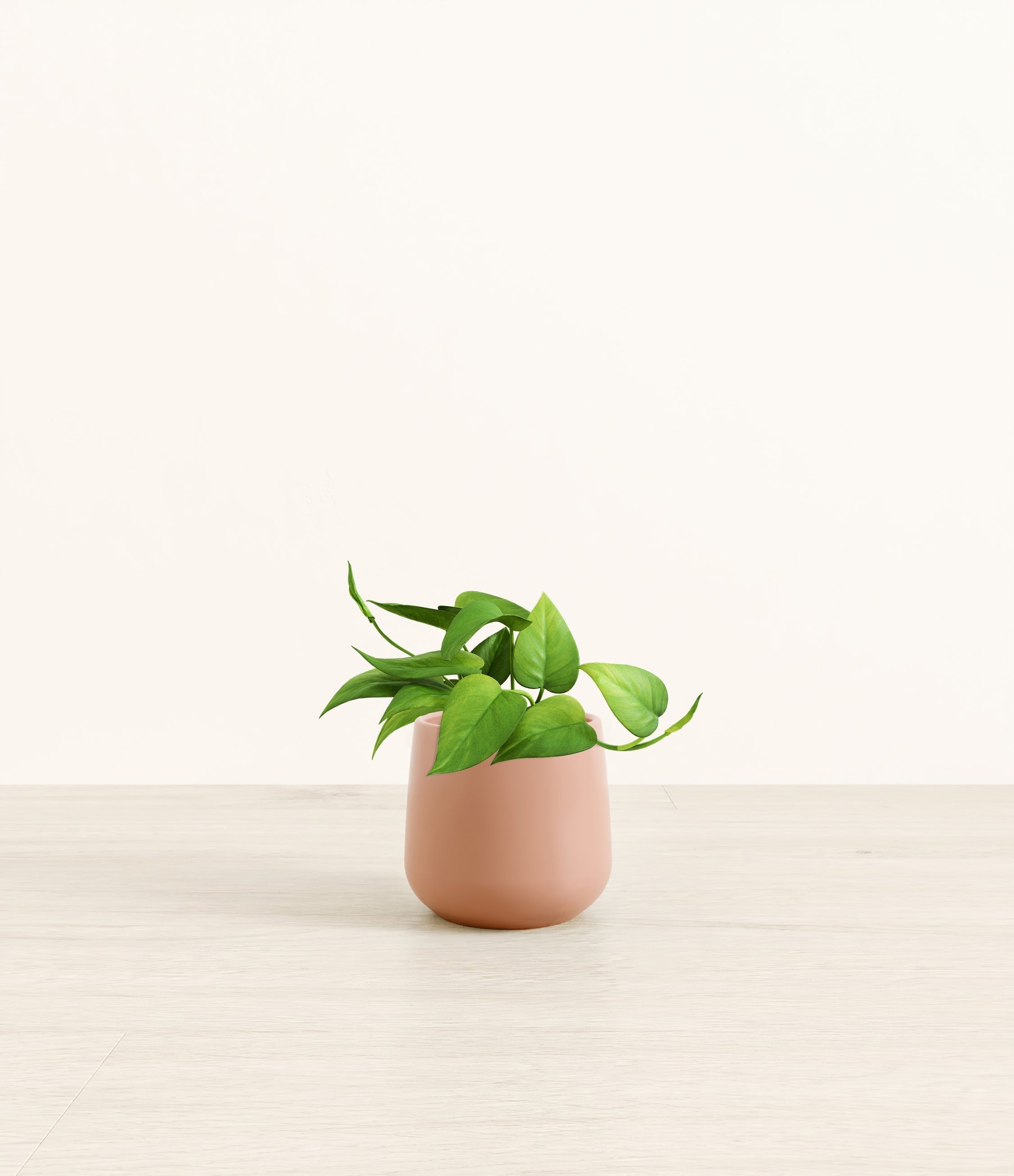 Jade Pothos plant