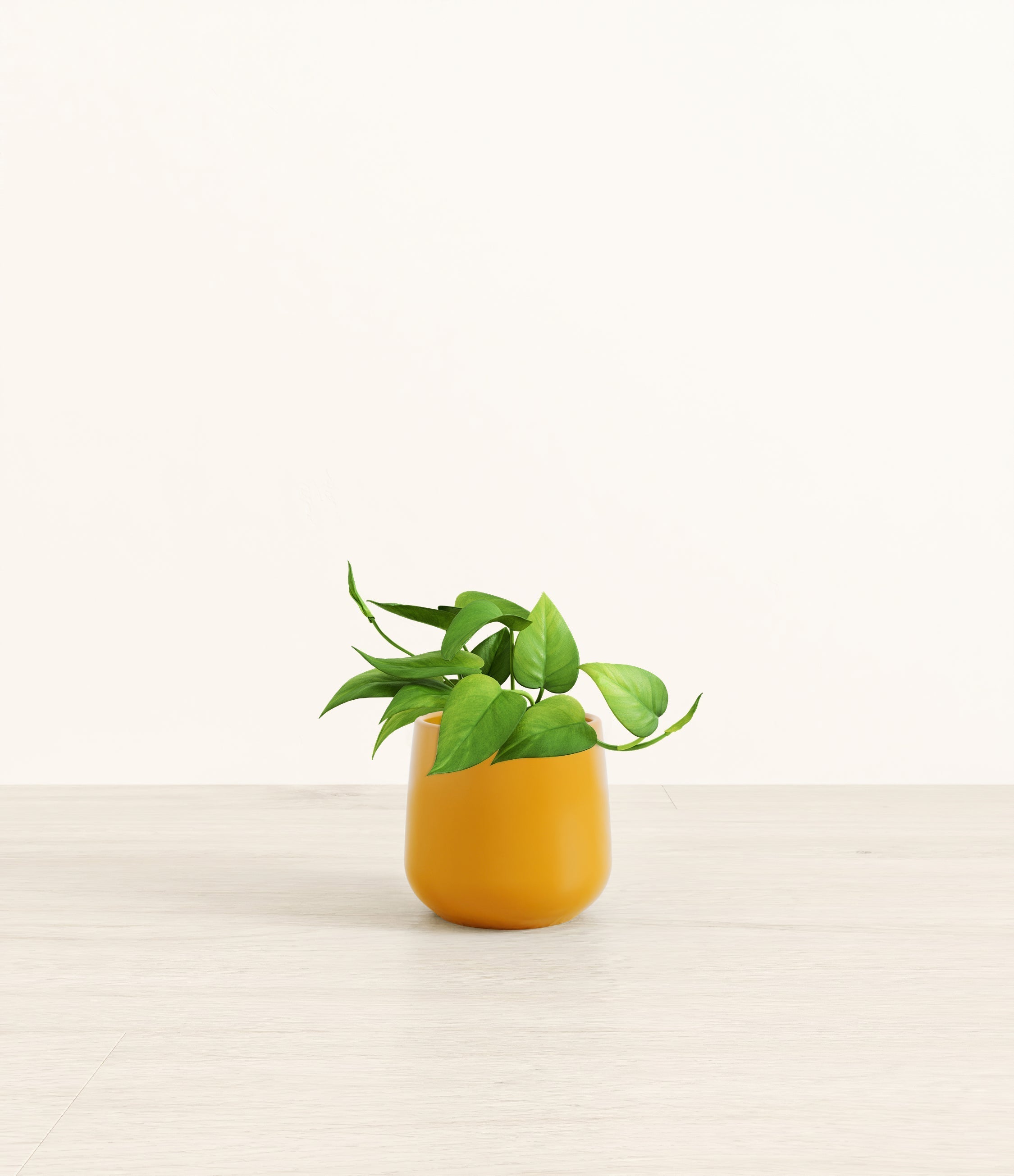 Jade Pothos plant