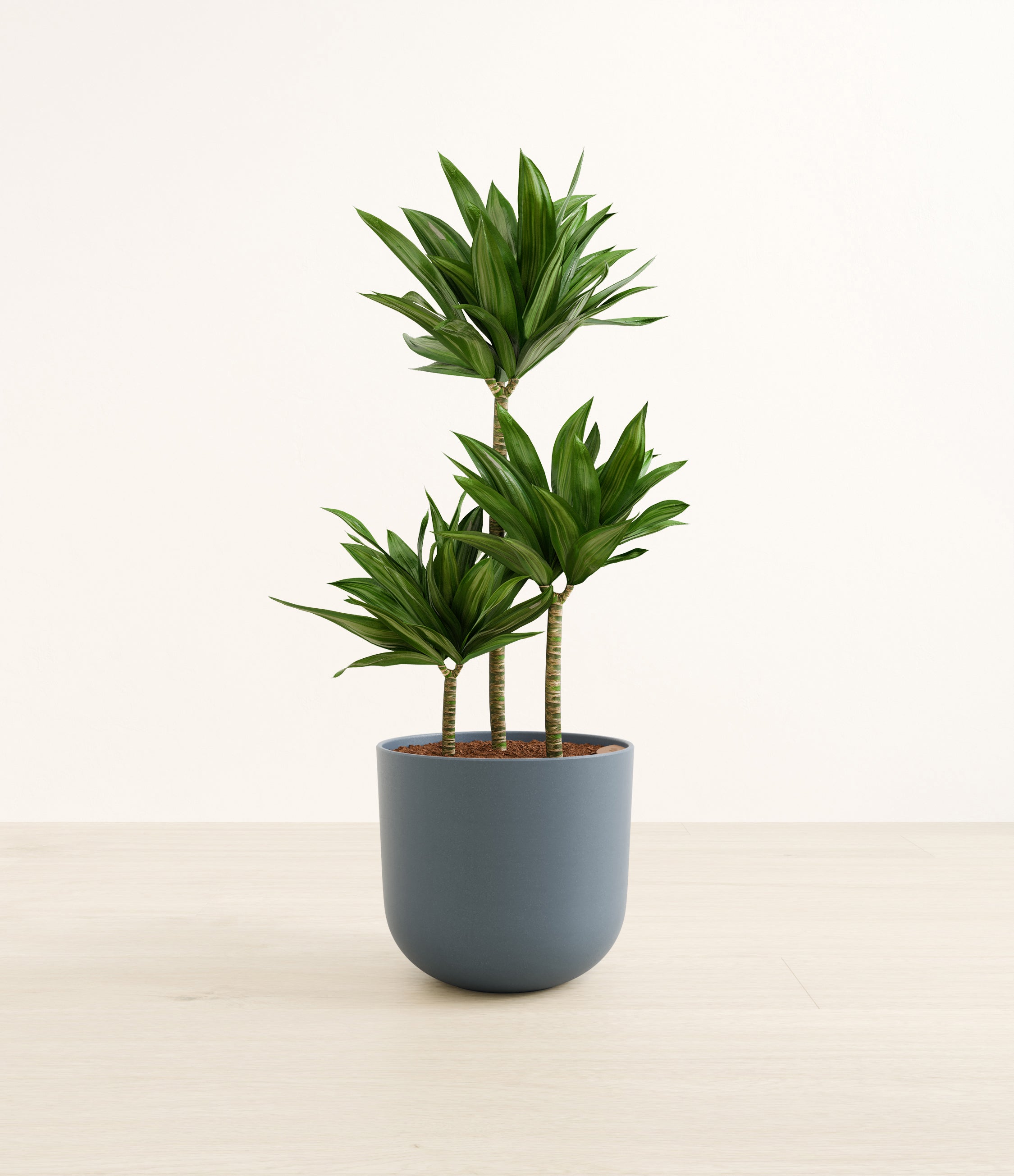 Janet Craig Compacta plant