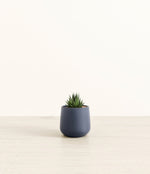 Lace Aloe plant