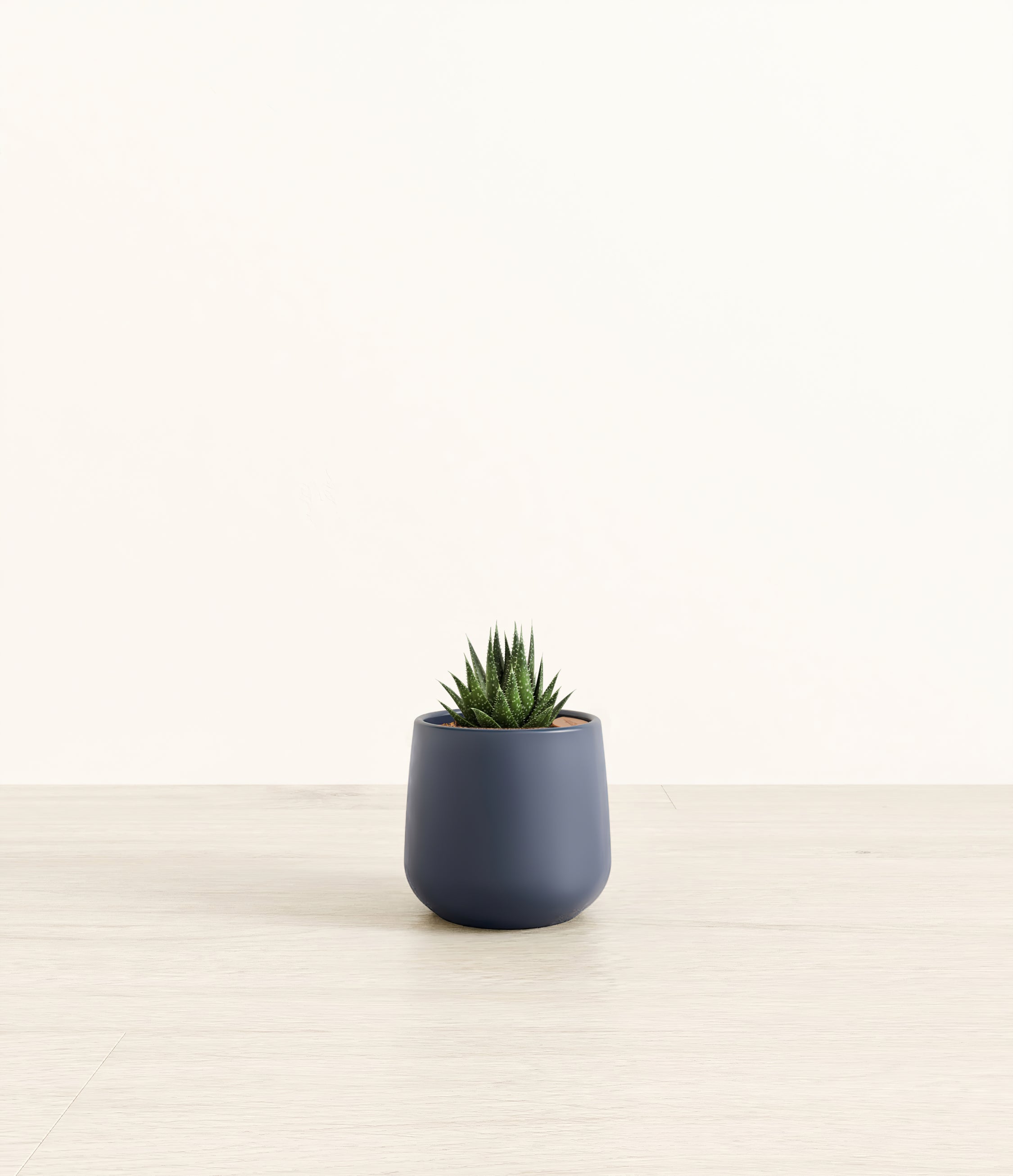 Lace Aloe plant