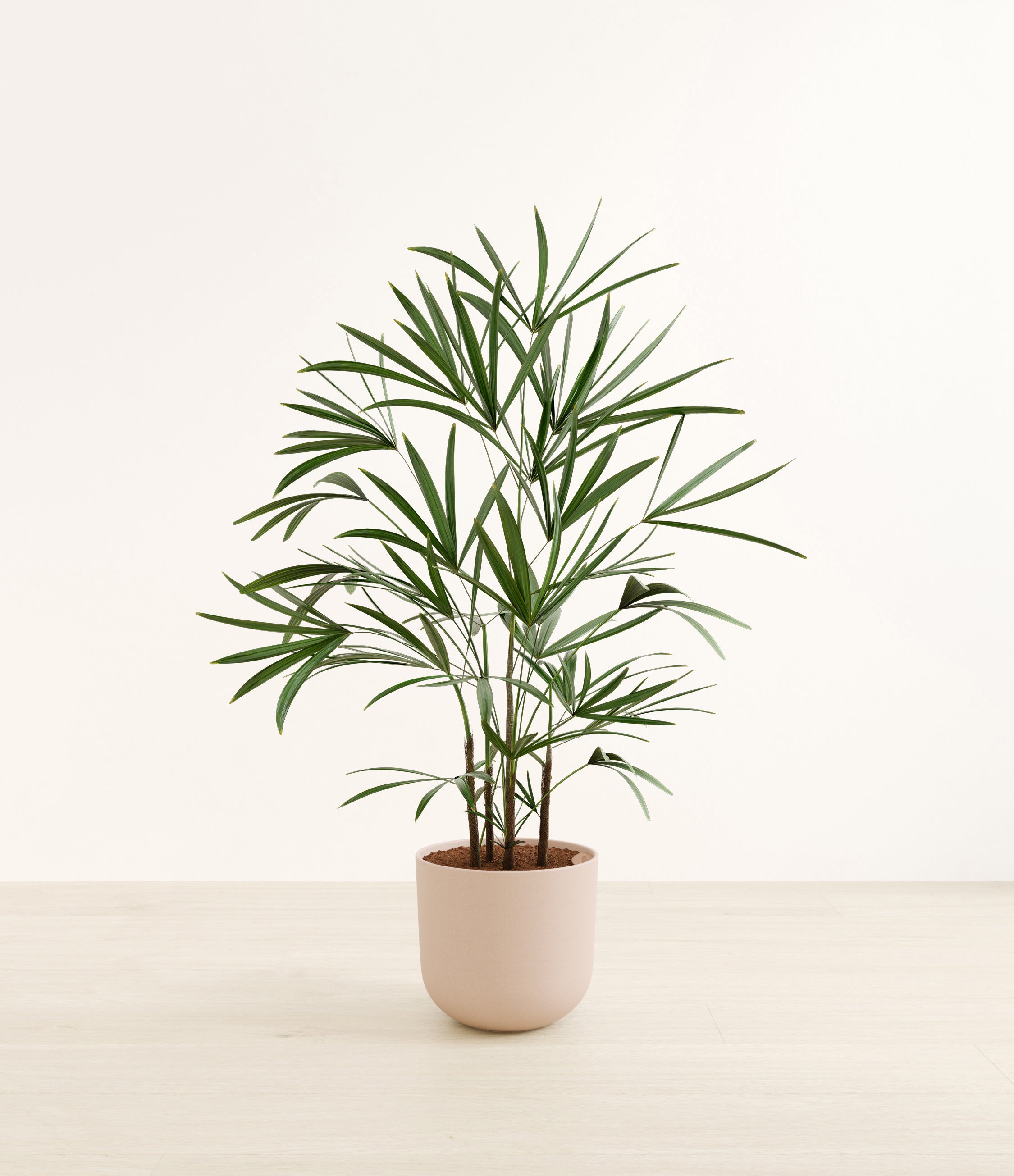 Lady Palm plant