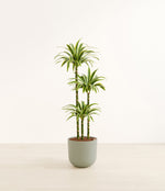 Lemon Lime plant