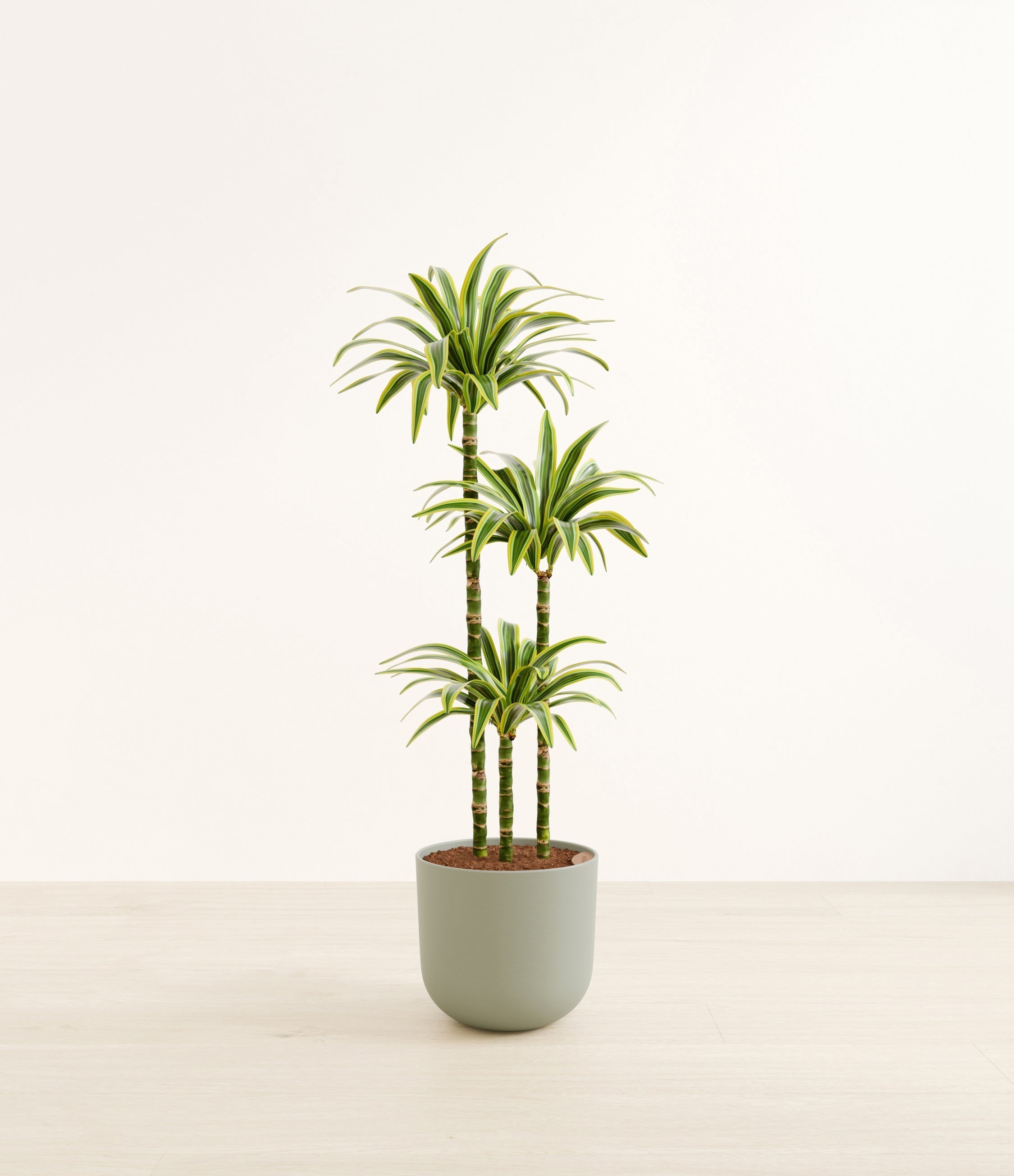 Lemon Lime plant