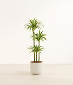 Lemon Lime plant
