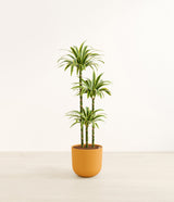 Lemon Lime plant