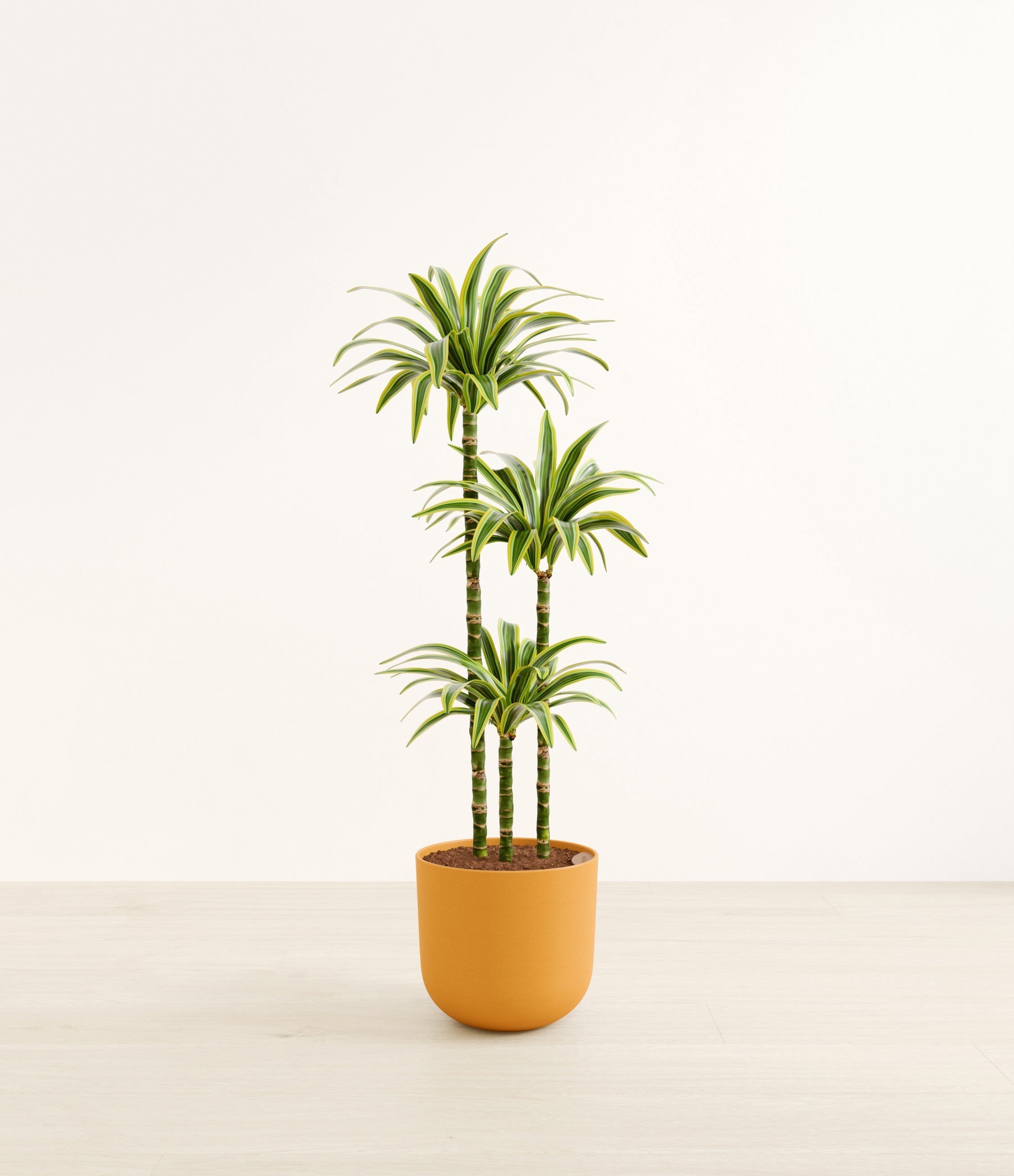 Lemon Lime plant