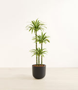Lemon Lime plant