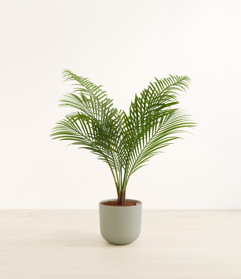 Majesty Palm plant