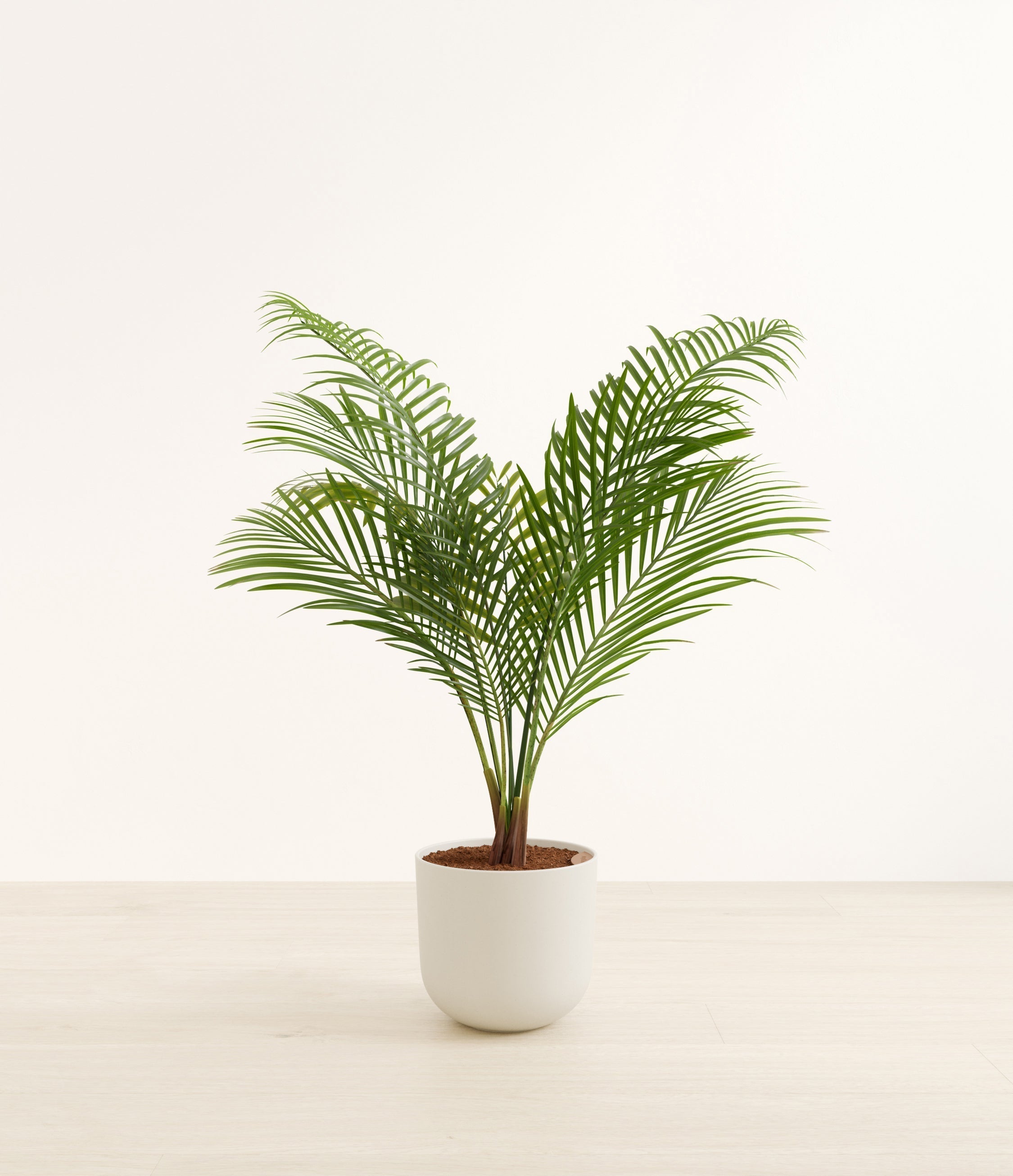 Majesty Palm plant