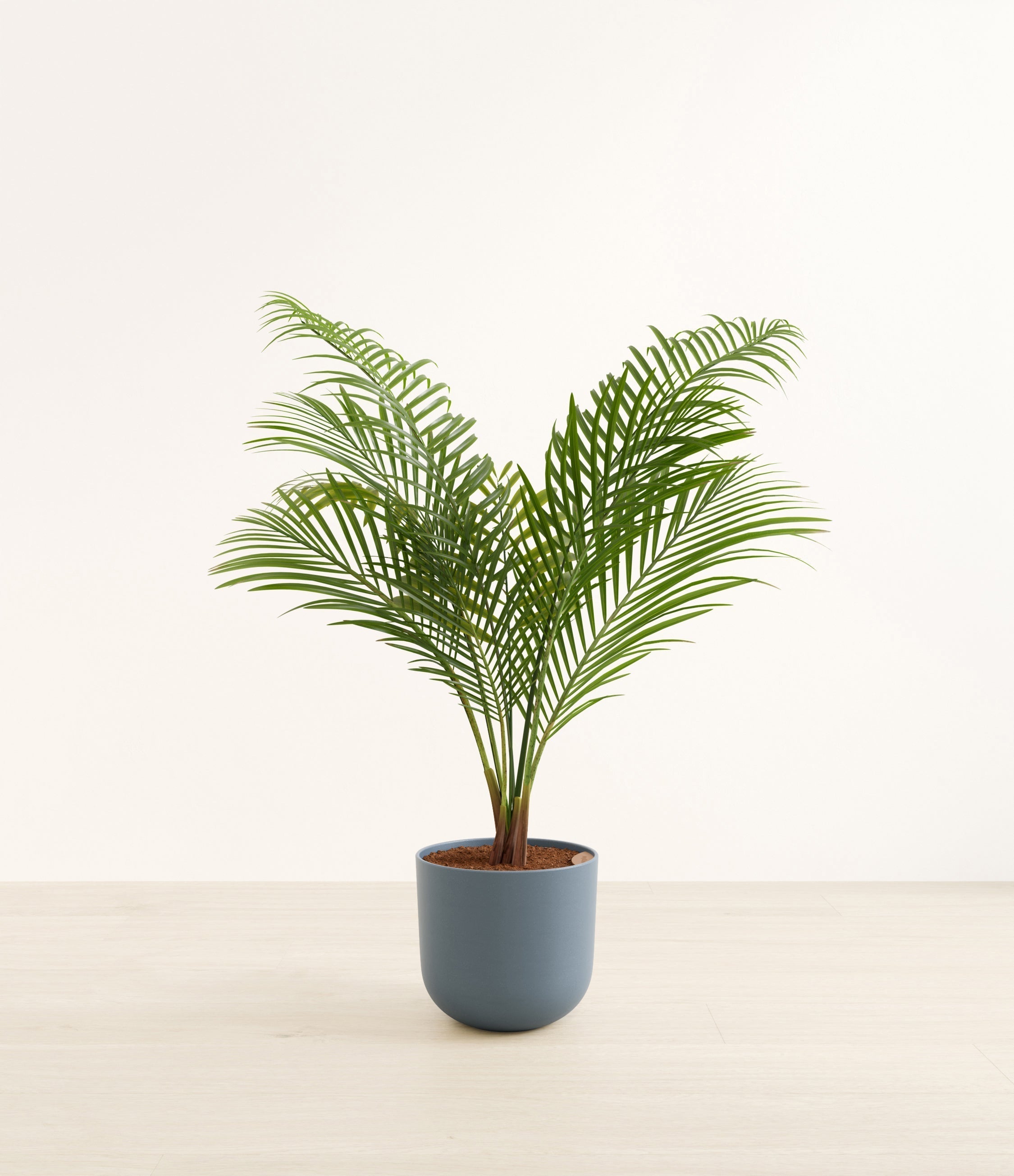 Majesty Palm plant