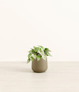 Marble Pothos plant