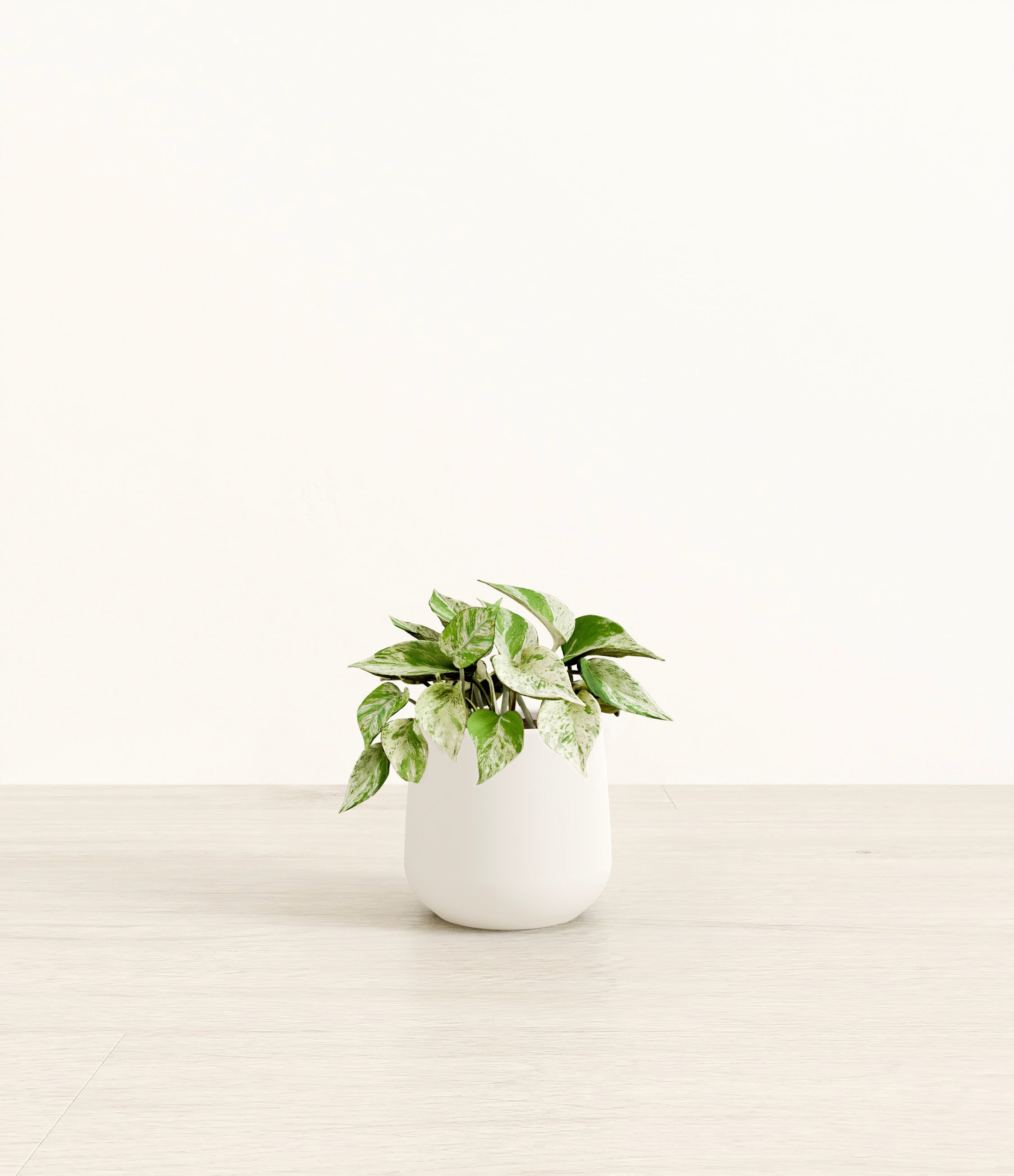 Marble Pothos plant