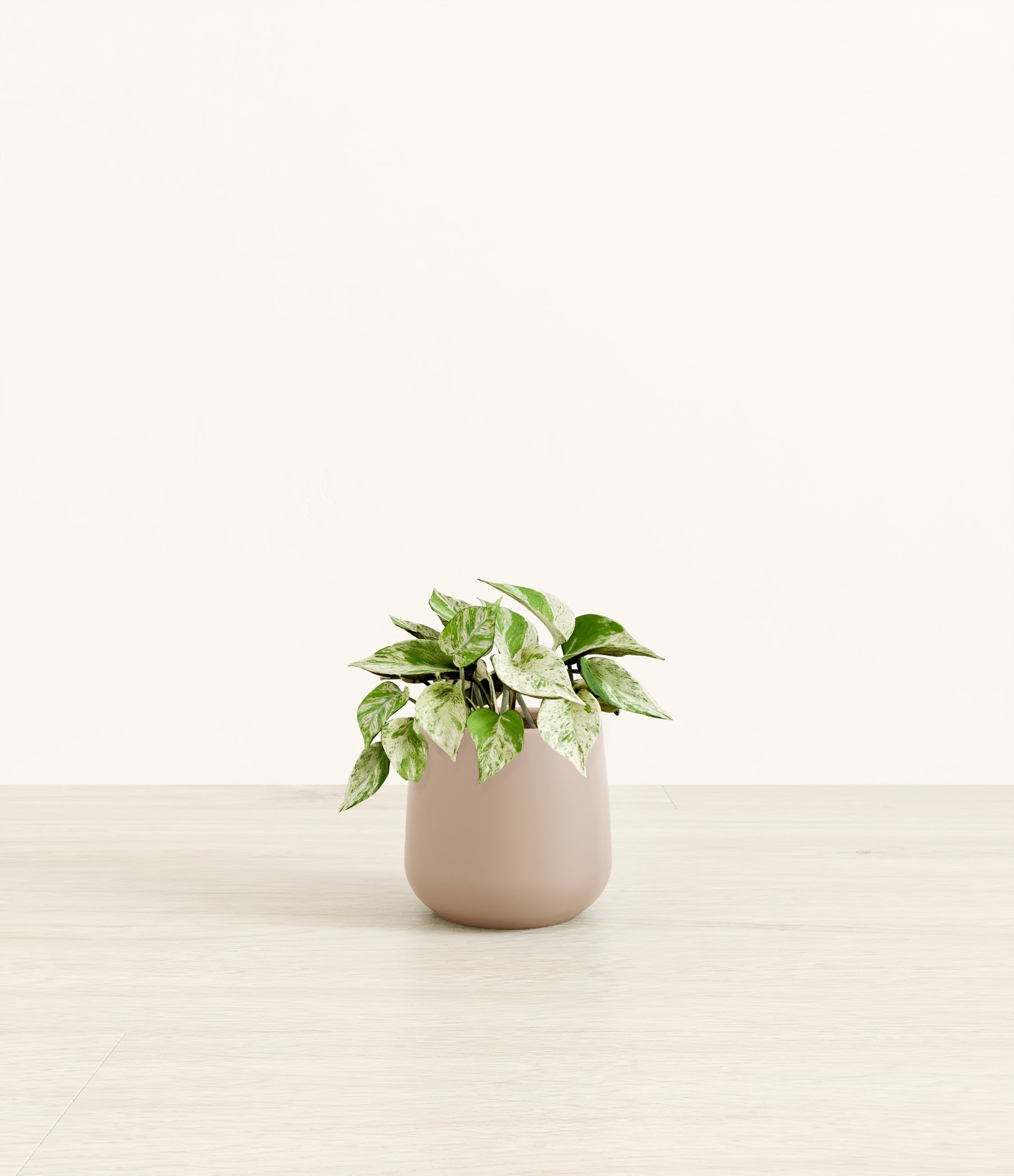 Marble Pothos plant