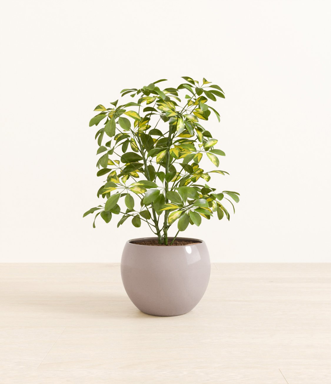 Marble Schefflera plant
