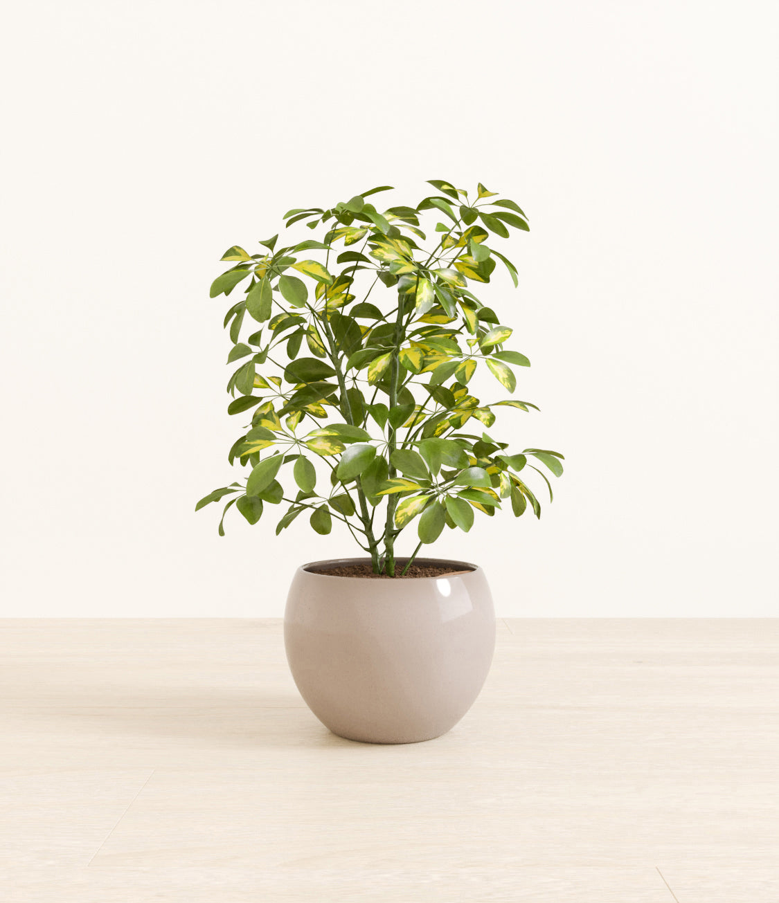 Marble Schefflera plant