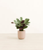 Marxii Calathea plant