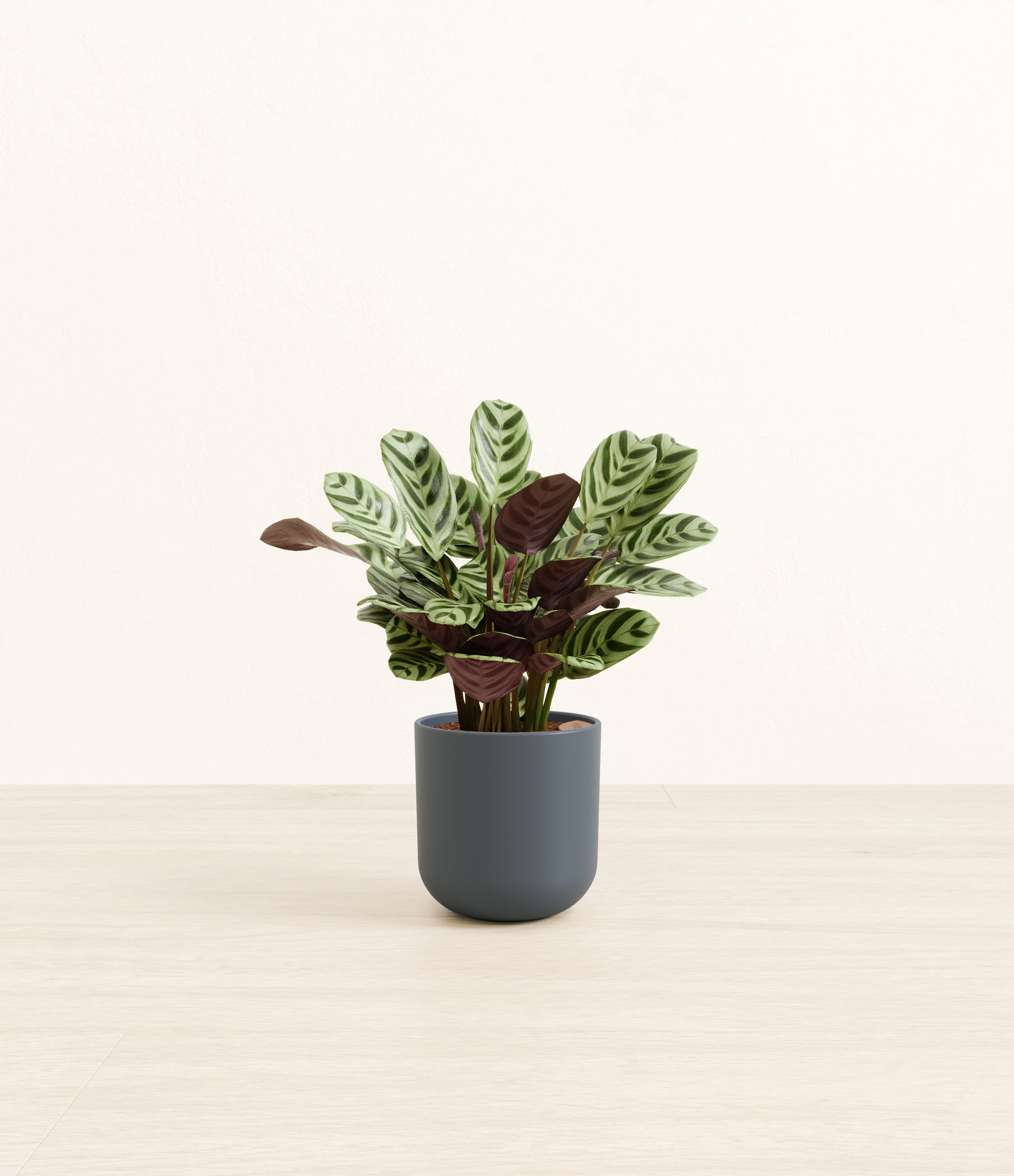 Marxii Calathea plant