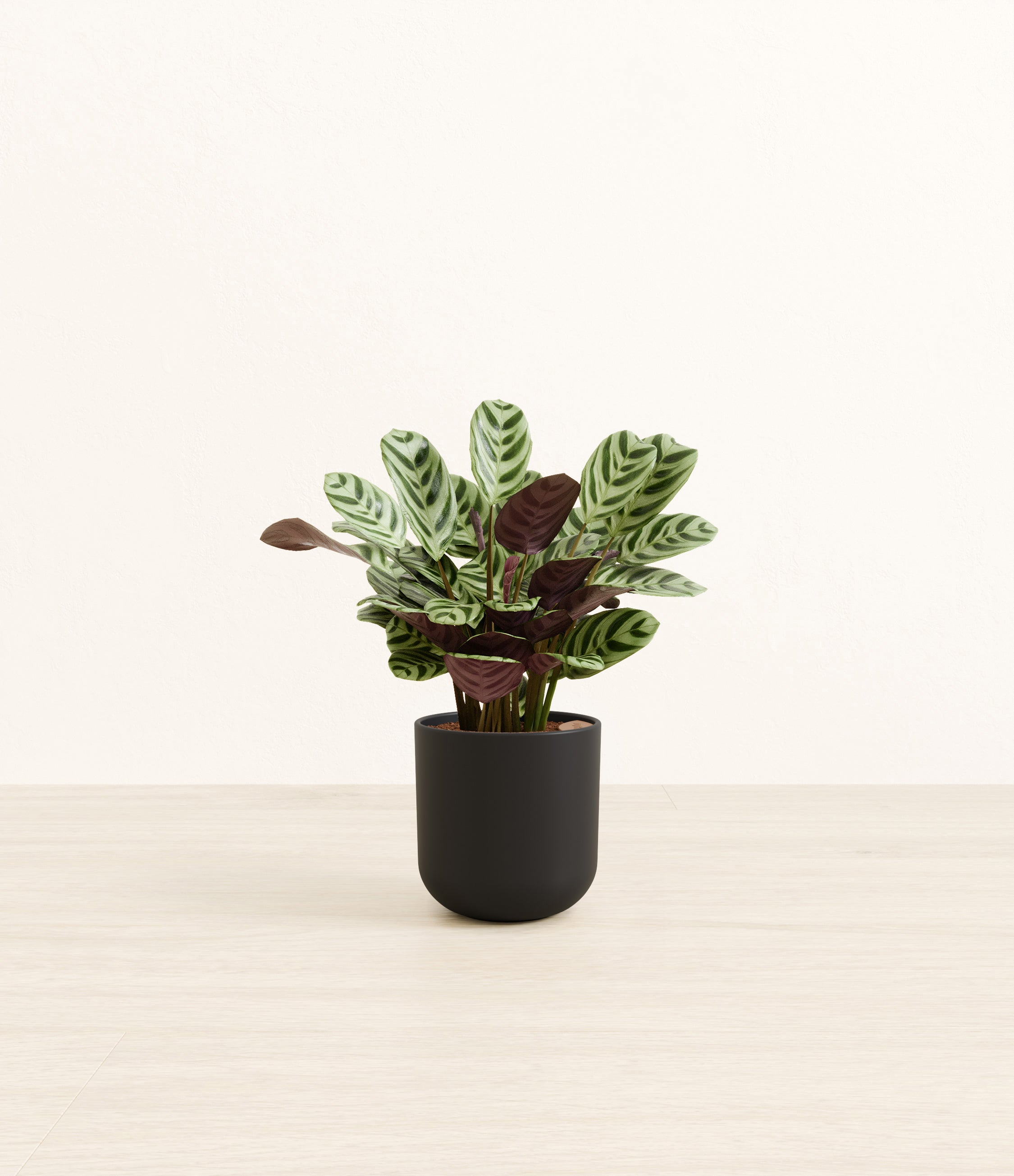 Marxii Calathea plant