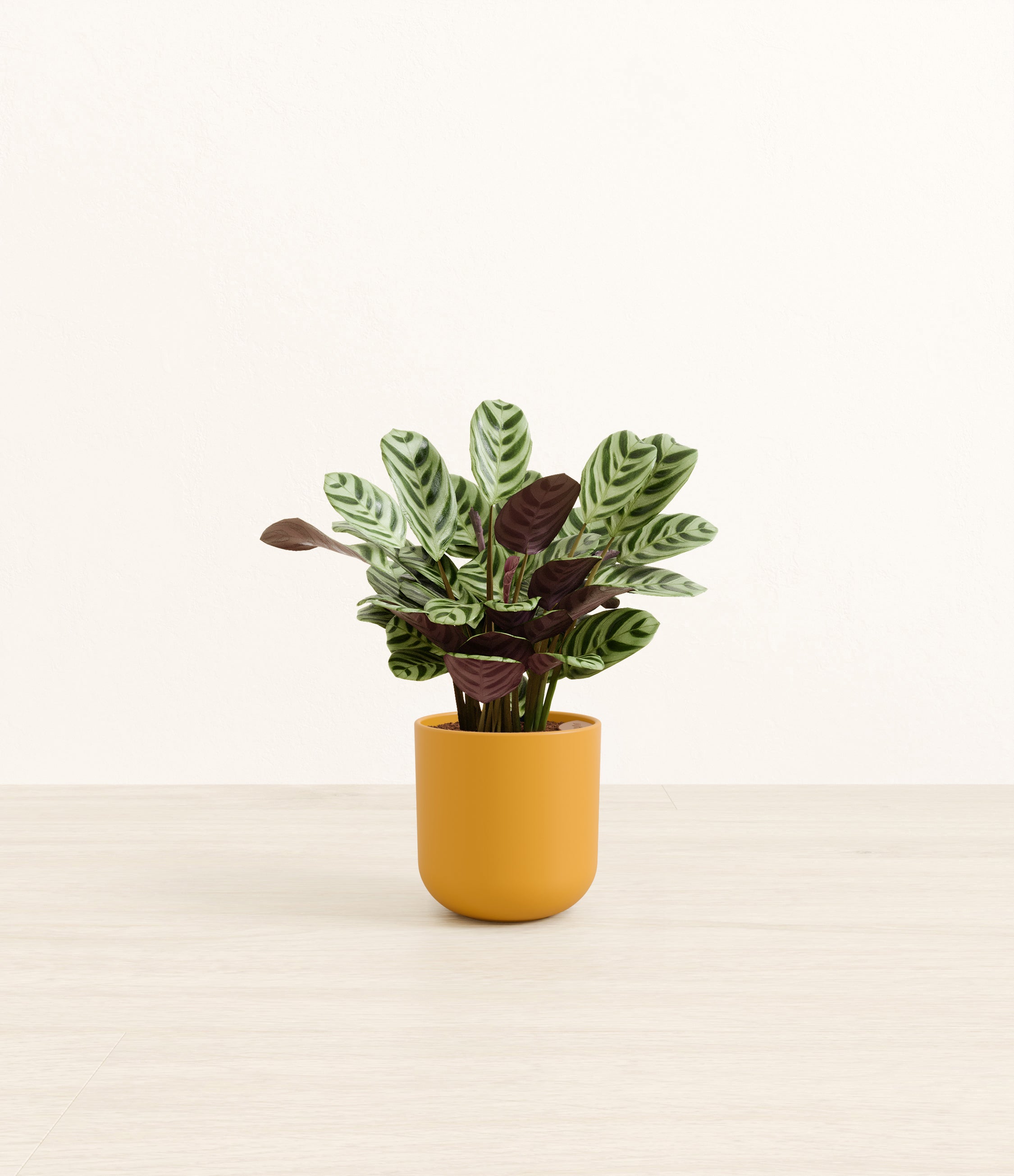 Marxii Calathea plant