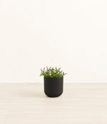 Mistletoe Cactus plant