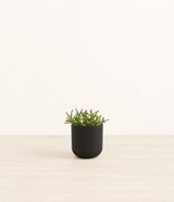 Mistletoe Cactus plant